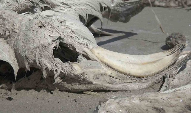 Tuz Gölü'nde yüzlerce flamingo ölü olarak bulundu
