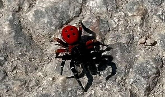 Uğur böceği görünümlü böcek, sandığınız kadar masum değil