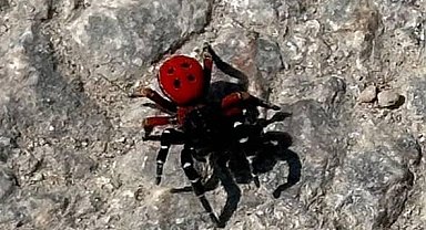 Uğur böceği görünümlü böcek, sandığınız kadar masum değil