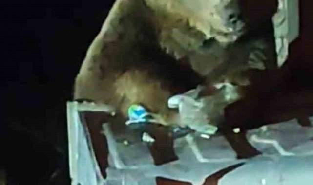 Uludağ'da boz ayı paniği...Yavrularıyla çöp karıştırırken saldırdı