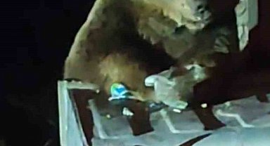 Uludağ'da boz ayı paniği...Yavrularıyla çöp karıştırırken saldırdı