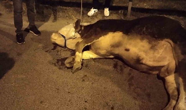 Ümraniye'de kamyonetten yola atlayan kurbanlık dananın ayağı kırıldı