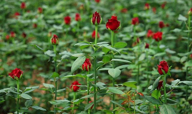 Üreticileri, ithal edilen güle ek gümrük vergisi istedi