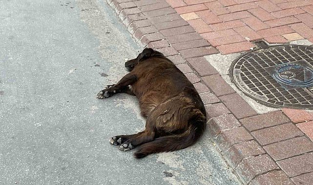 Uzmanı uyardı: "Keneler yeni konakçı arayabilir"