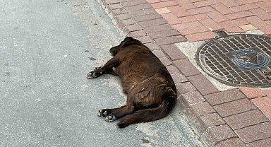 Uzmanı uyardı: "Keneler yeni konakçı arayabilir"