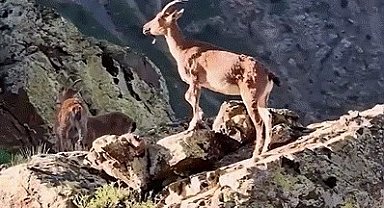 Vali Aydoğdu dağ keçilerinin görüntülerini paylaştı: "Huzurun şehri, Erzincan"