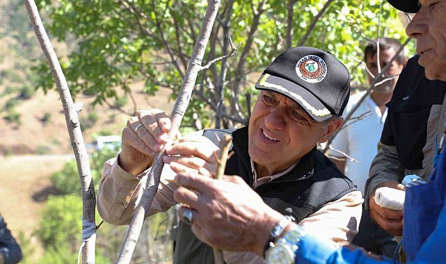 Vali Usta, fıstık aşılama çalışmalarını yerinde inceledi