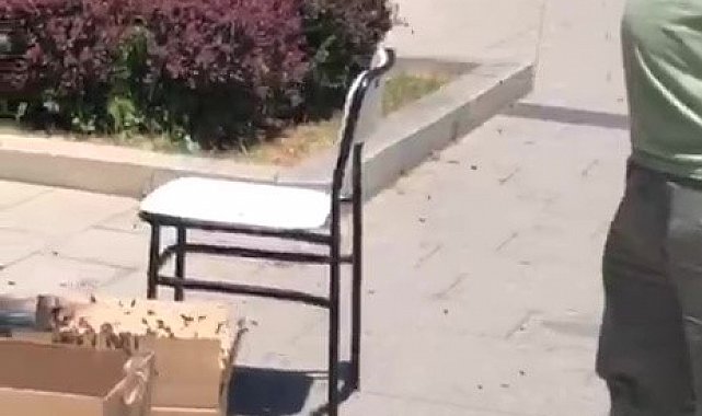 Valilik binası çevresinde süs ağacına kümelenen arılar tedirgin etti