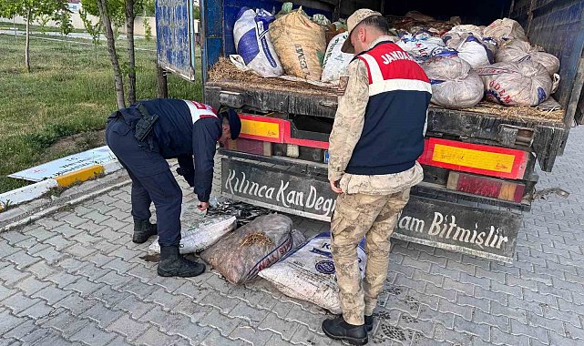 Van'da 19 ton 200 kilo inci kefali balığı ele geçirildi