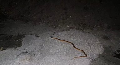 Van'da aracın motoruna giren yılanı DKMP ve itfaiye ekipleri çıkardı