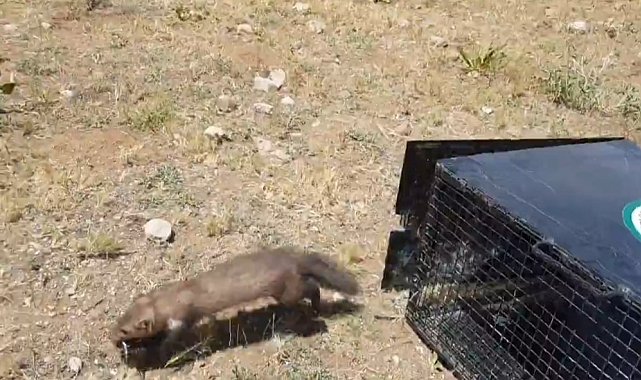 Van'da eve giren 2 sansar yakalanarak doğaya bırakıldı