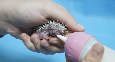 Yalova'da doğada bulunan 3 yavru kirpi biberonla besleniyor