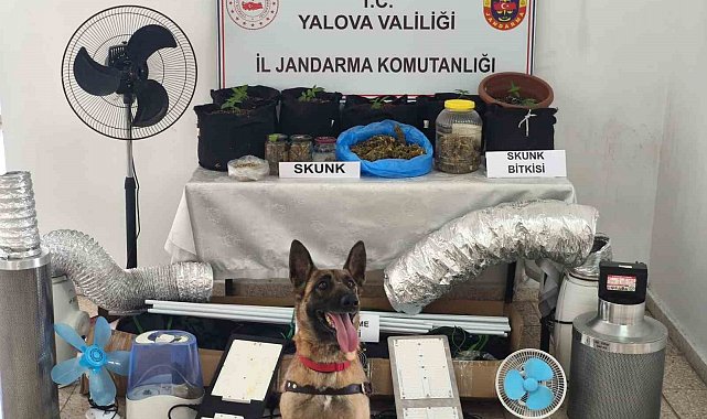 Yalova'da evini uyuşturucu serasına çeviren zanlı yakalandı