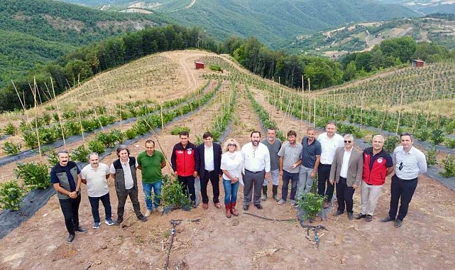 Yalova'da mavi yemiş hasadı