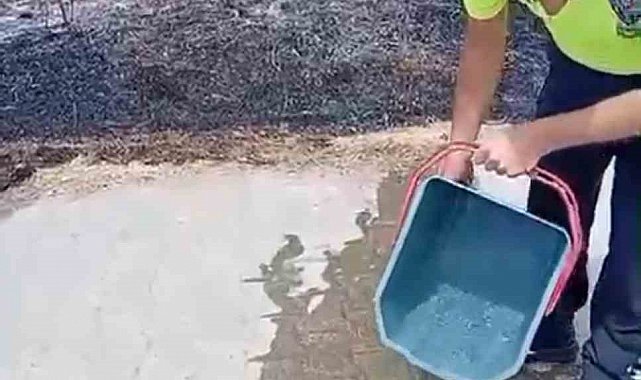 Yanan otların arasından kurtardığı kaplumbağayı suyla serinletti