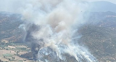 Yangında zarar gören zeytinliklerde incelemeler başladı