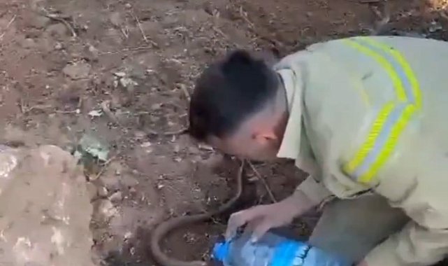 Yangından etkilenen oluklu kertenkelenin yardımına orman işçileri yetişti