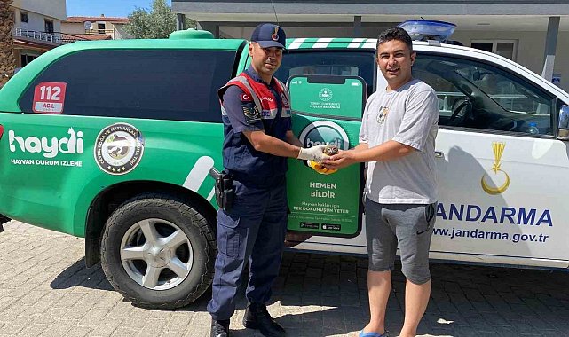 Yaralı halde bulunan baykuş, jandarma ekiplerince kurtarıldı