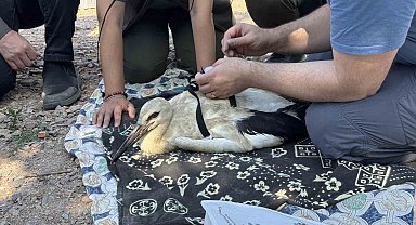 Yaren Leylek'in yavruları halkalandı: Yavruların göç yolculukları takip altında