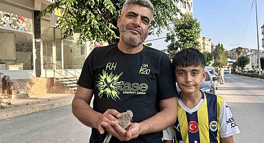 Yavru kumruyu kurtarmak için seferber oldu