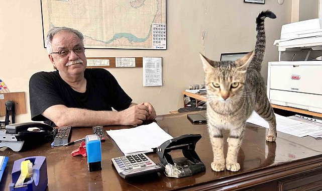 Yavrularını ağzıyla ofise taşıyan anne kedi yürekleri ısıttı
