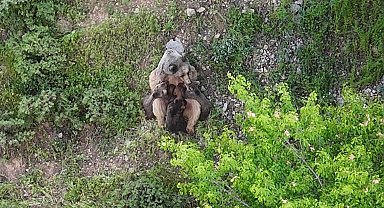 Yavrularını emziren ayı, dronla kaydedildi