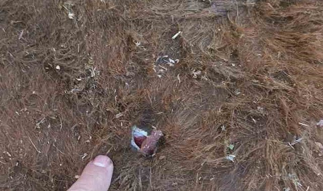 Yayla kavgası: 1 yaralı