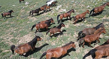 Yayladan aşağı inen yılkı atları dron ile görüntülendi