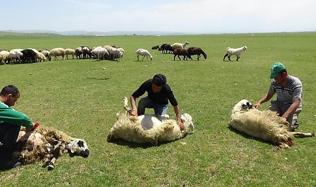 Yaylalarda koyun kırkma zamanı