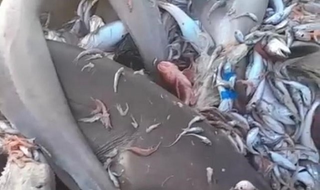 Yer yine Mersin: Bu kez 8 köpekbalığı ağlara takıldı