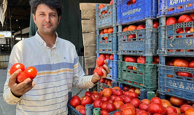 Yerli domates çıktı