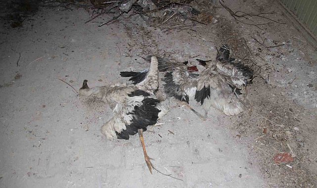 Yıkılan yuvadan düşen yavru leylekler telef oldu