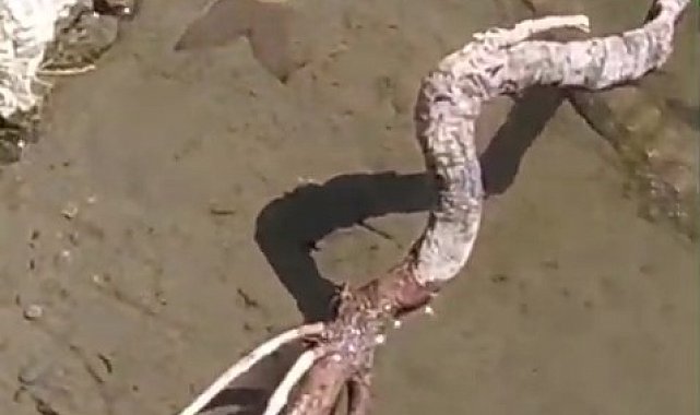 Yılan, avladığı balığı çıkan sesle bıraktı