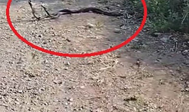 Yılanların çiftleşme dansı kameraya yansıdı