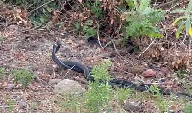 Yılanların dansı görüntülendi