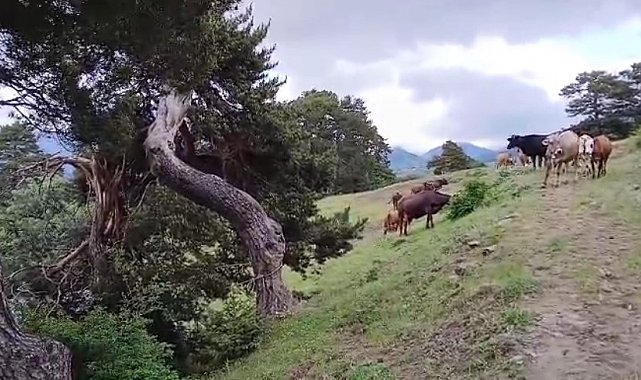 Yıldırım çarpan ağaç yıkılıp ağılın üzerine düştü, hayvanlar telef olmaktan son anda kurtuldu