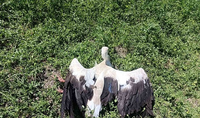 Yonca tarlasında yaralı leylek bulundu