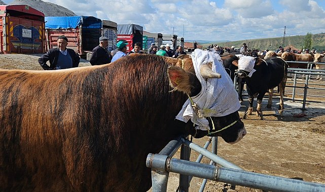 Yozgat genelindeki hayvan pazarları tedbir amaçlı kapatıldı