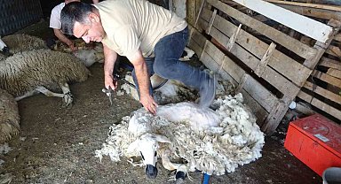 Yozgat'ta koyun kırkma mesaisi başladı
