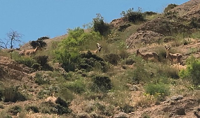 Yüksekova'da dağ keçileri görüntülendi