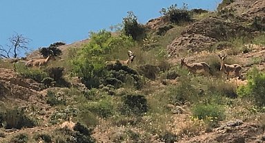 Yüksekova'da dağ keçileri görüntülendi