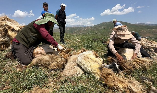Yüksekova'da koyun kırkma mesaisi başladı