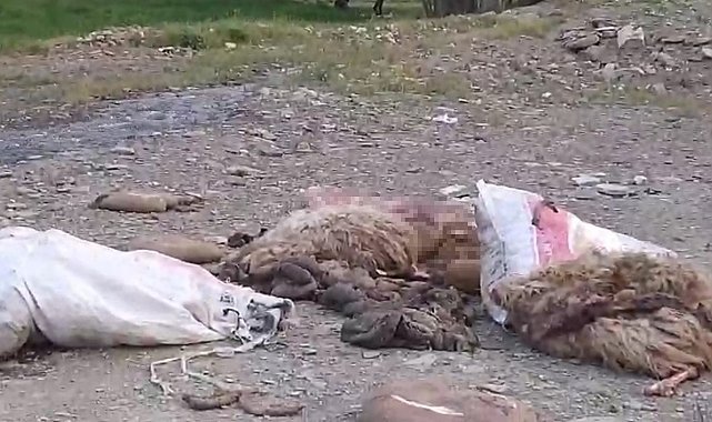 Yüksekova'da sakatatların yol kenarına atılmasına tepki