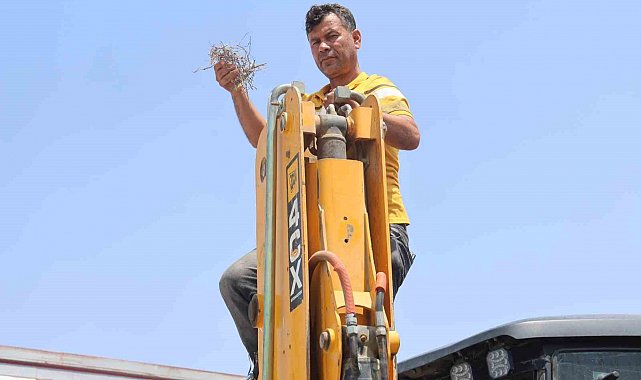 Yuva bozulmasın diye kepçesine kontak vurmayan operatörün yüzü 27 gün sonra kumru yavrularının uçup gitmesiyle güldü