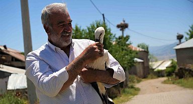 Yuvadan düşen leylek yavrusu koruma altına alındı