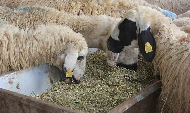 Zara'da kurbanlık pazarında durgunluk