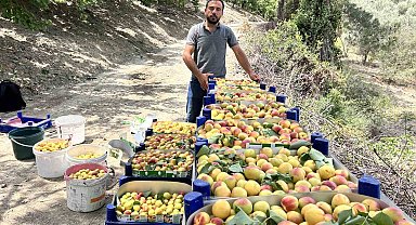 Zirai donu kayıpsız atlatan kayısıda bereketli hasat; 50 TL ile 70 TL arasında alıcı buluyor