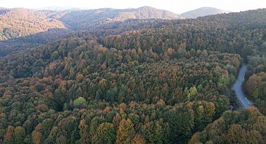 Zonguldak Valiliği 30 Eylül'e kadar ormanlara girişleri yasakladı