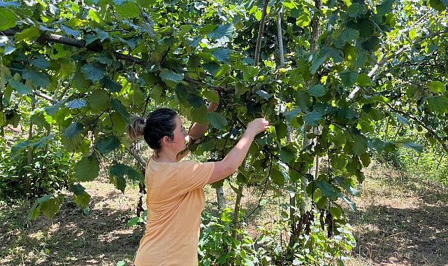 2025 yılı fındık rekolte tahmini çalışmaları tamamlandı