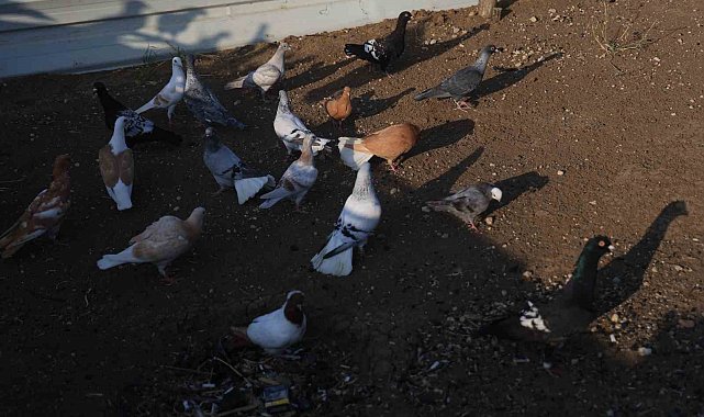 4 ayaklı olarak yumurtadan çıkan güvercin yavrusu 2 gün yaşayabildi